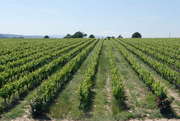 Vilarnau Vineyards